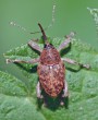 Nosatec dubový<br>Curculio glandium<br>Místo: Stříbrné Hutě<br>Datum pořízení: 31.5.2015