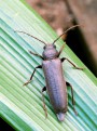 Tesařík hnědý<br>Arhopalus rusticus<br>Místo: Tábor<br>Datum pořízení:<br>14.7.2010