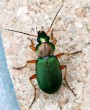 Chlaenius nitidulus<br>Místo: Pacova hora (PR)<br>Datum pořízení:<br>4.9.2011