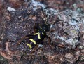 Kuloštítník beraní<br>Clytus arietis<br>Místo: Stříbrná Huť (PP)<br>Datum pořízení:<br>5.6.2011