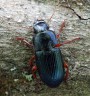 Harpalus rubripes<br>Místo: Bechyně<br>Datum pořízení: 8.5.2012