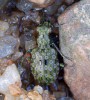 Pobřežník obecný<br>Elaphrus riparius<br>Místo: Suchdol nad Lužnicí<br>řeka Lužnice<br>Datum pořízení: 7.6.2012
