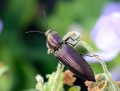 346.jpg