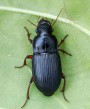 Harpalus rubripes<br>Místo: Bechyně<br>Datum pořízení: 14.6.2011