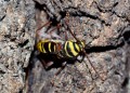 Tesařík dubinový<br>Plagionotus detritus<br>Místo: Černická obora (PP)<br>Datum pořízení: 11.7.2015